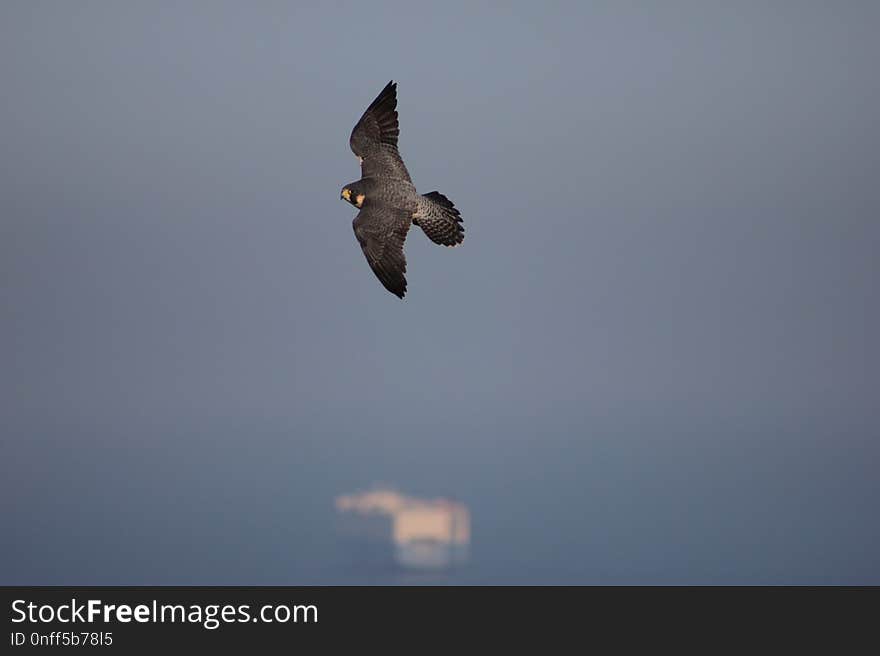 Bird, Sky, Fauna, Bird Of Prey