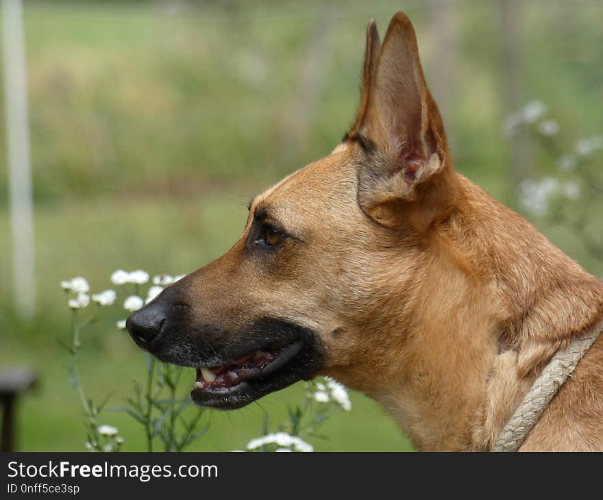 Dog, Dog Breed, Dog Like Mammal, Kunming Wolfdog