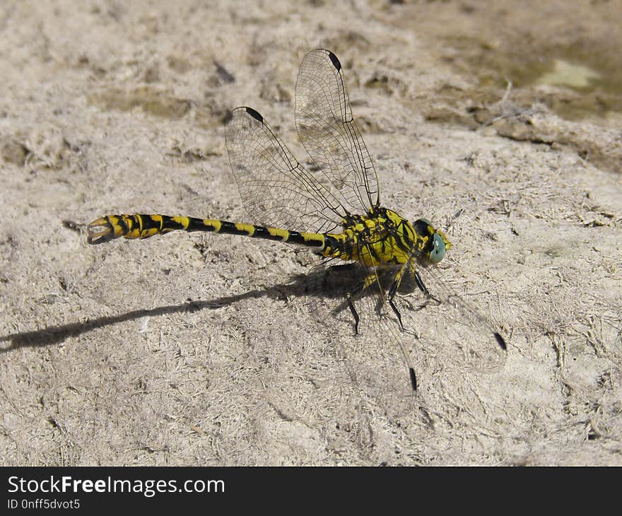 Insect, Invertebrate, Dragonflies And Damseflies, Dragonfly