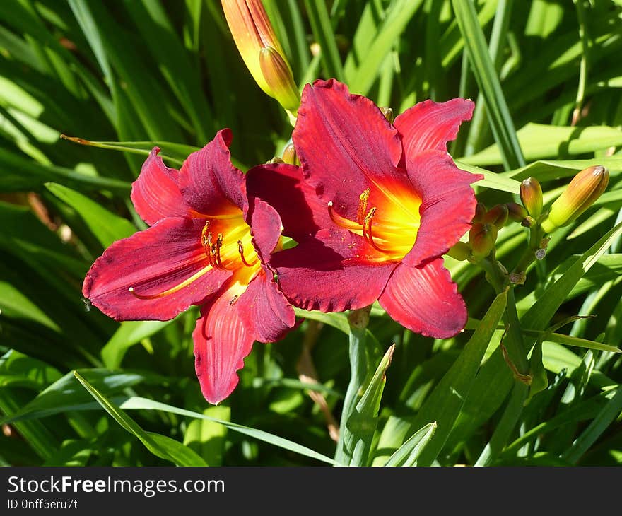 Daylily, Flower, Flora, Plant