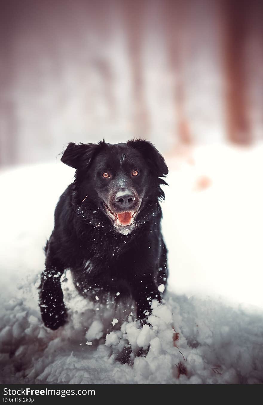 Dog, Dog Like Mammal, Snow, Dog Breed