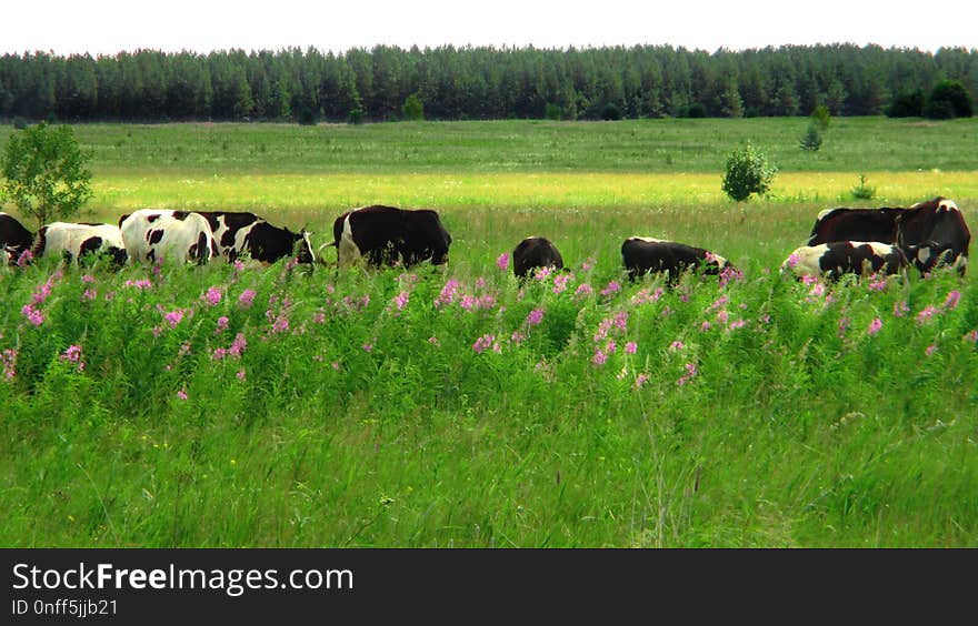 Grassland, Pasture, Grazing, Cattle Like Mammal