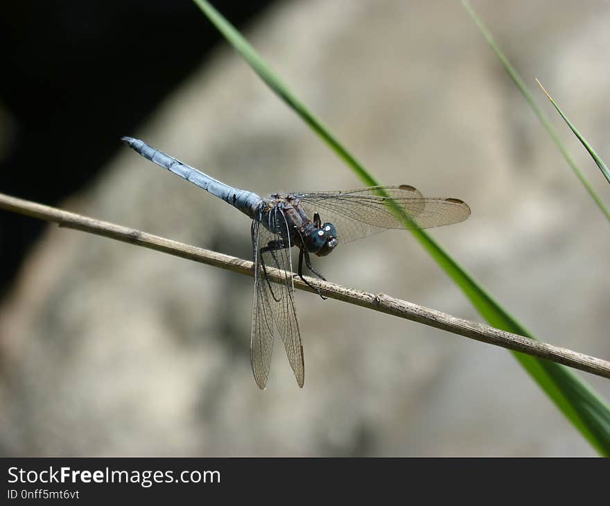 Dragonfly, Insect, Dragonflies And Damseflies, Invertebrate