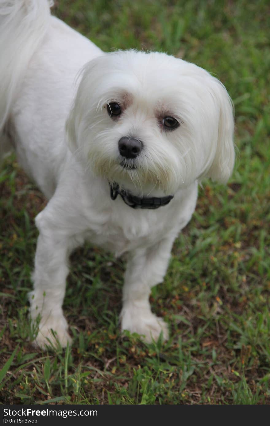 Dog Breed, Maltese, Dog Like Mammal, Dog