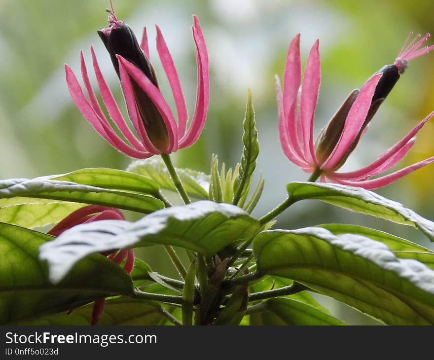 Plant, Flower, Flora, Close Up