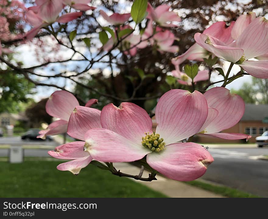 Plant, Pink, Flower, Blossom