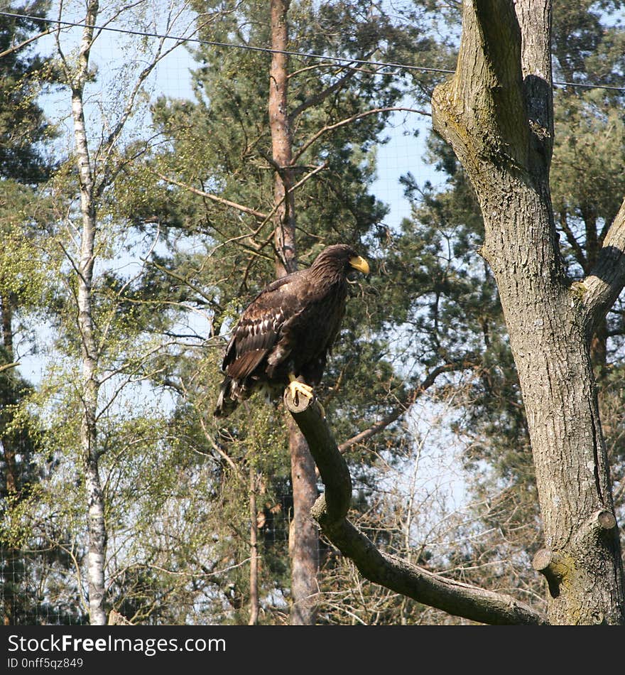 Bird, Fauna, Eagle, Ecosystem