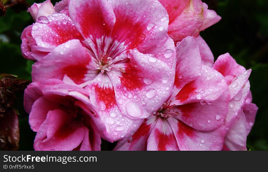 Flower, Pink, Plant, Flowering Plant