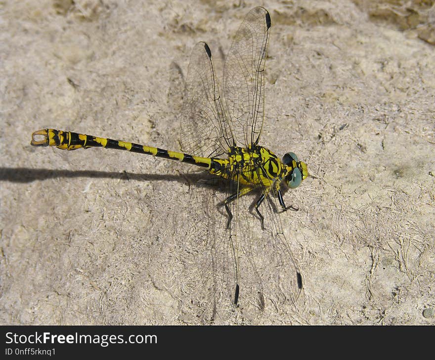 Insect, Dragonfly, Dragonflies And Damseflies, Invertebrate