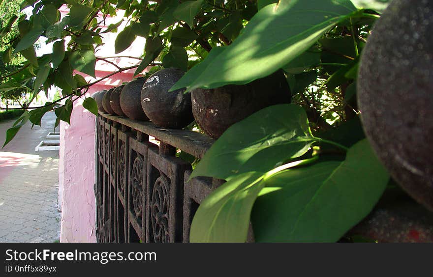 Leaf, Plant, Flora, Tree