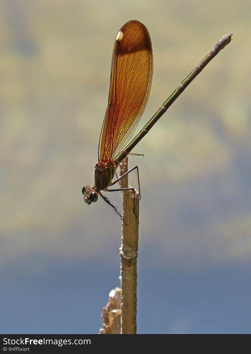 Insect, Invertebrate, Damselfly, Dragonfly