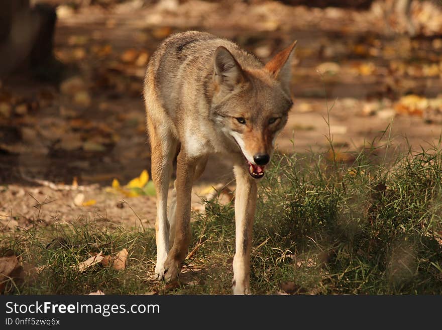 Wildlife, Fauna, Mammal, Jackal