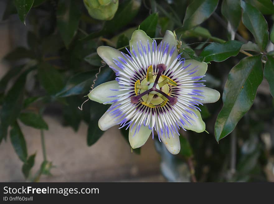 Flower, Plant, Passion Flower, Passion Flower Family