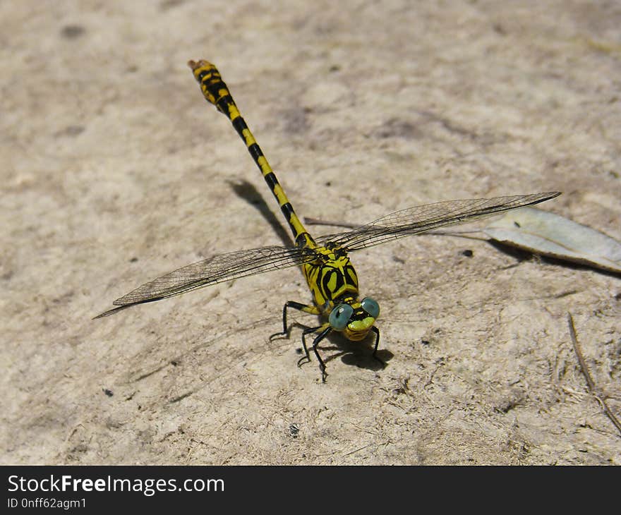 Insect, Dragonfly, Dragonflies And Damseflies, Invertebrate