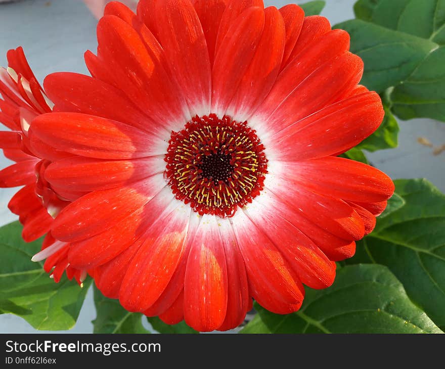 Flower, Gerbera, Plant, Flowering Plant