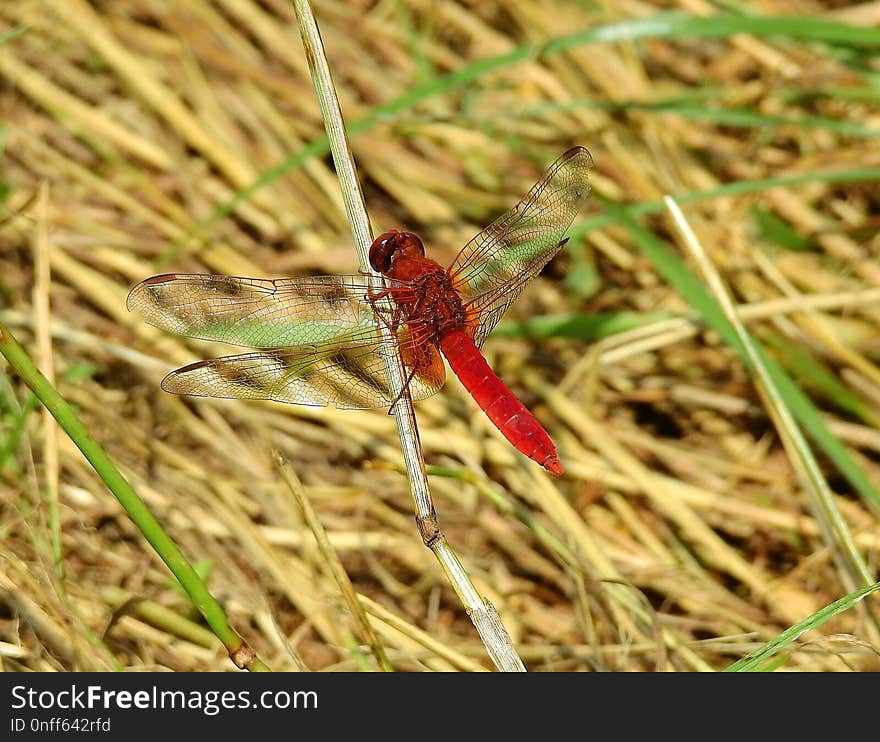 Insect, Dragonfly, Invertebrate, Ecosystem