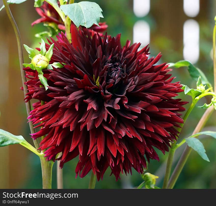 Flower, Plant, Flowering Plant, Blanket Flowers