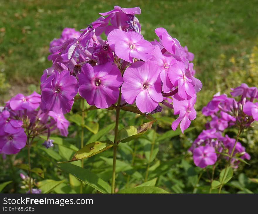 Flower, Plant, Flowering Plant, Dame's Rocket