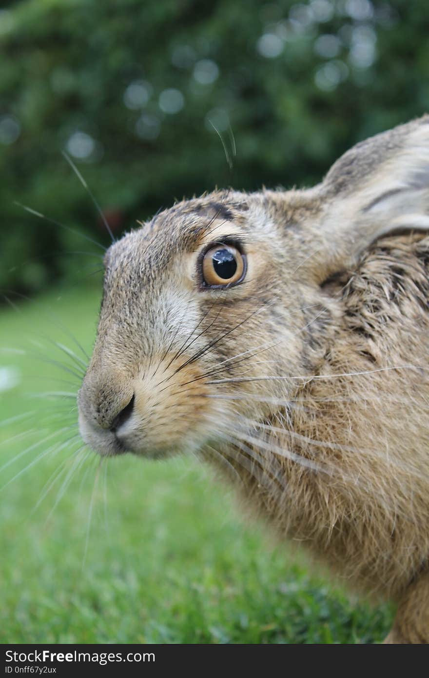 Mammal, Fauna, Wildlife, Hare