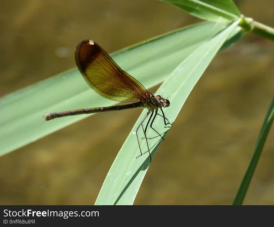 Insect, Damselfly, Dragonfly, Invertebrate