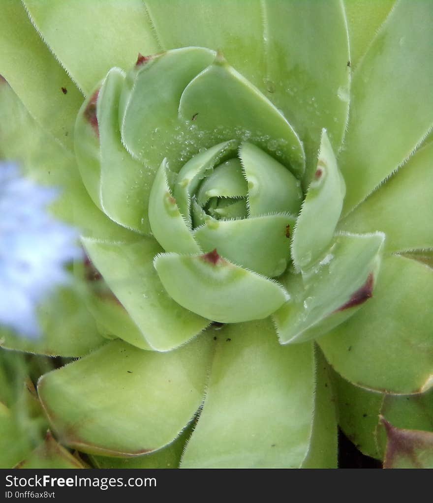 Plant, Vegetation, Flora, Flower