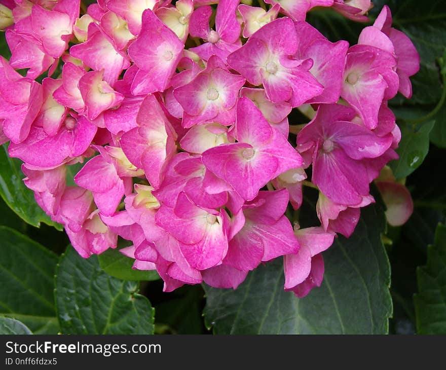 Flower, Plant, Pink, Hydrangea