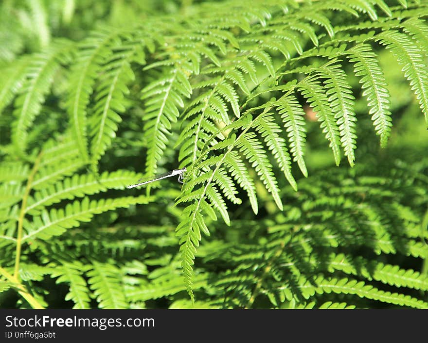 Ferns And Horsetails, Plant, Fern, Vegetation