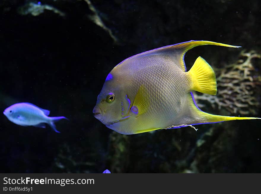 Marine Biology, Fish, Ecosystem, Coral Reef Fish