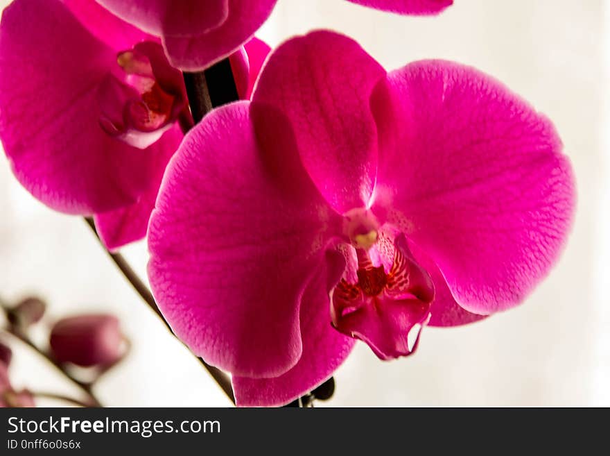 Flower, Flowering Plant, Pink, Magenta