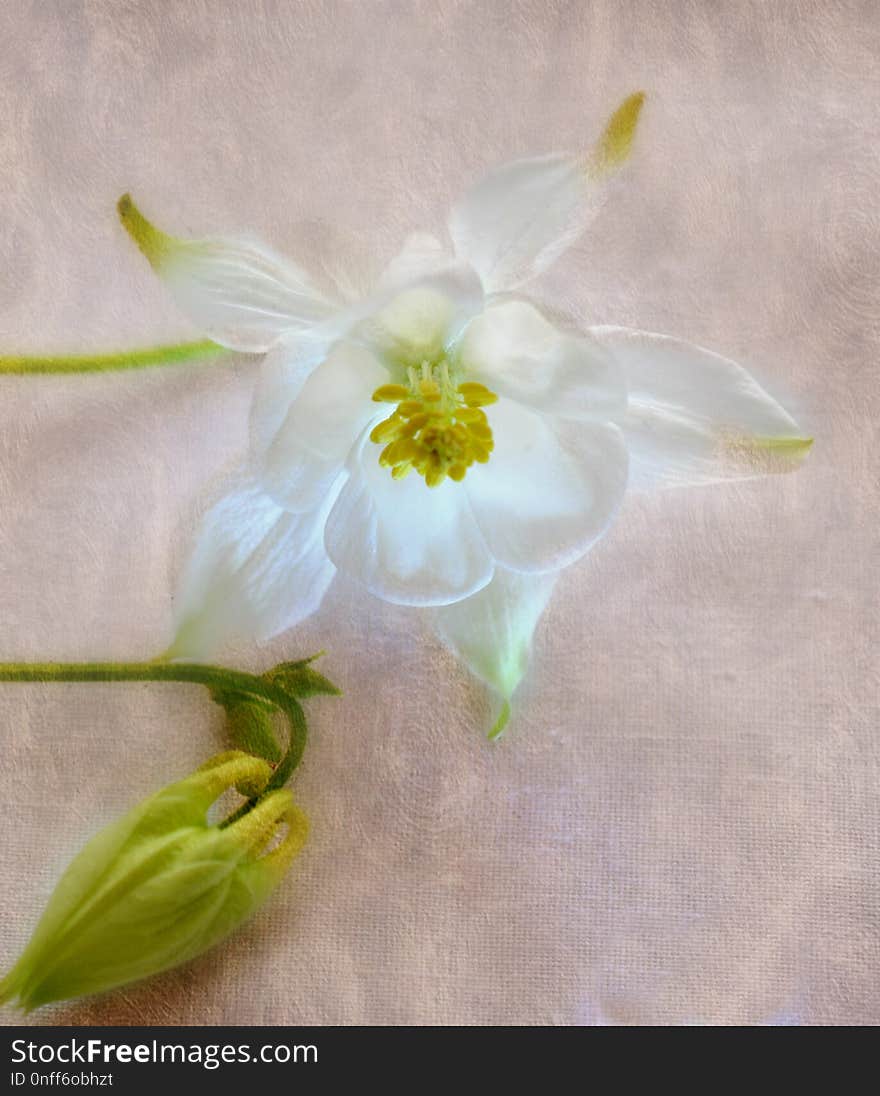 Flower, White, Yellow, Flora