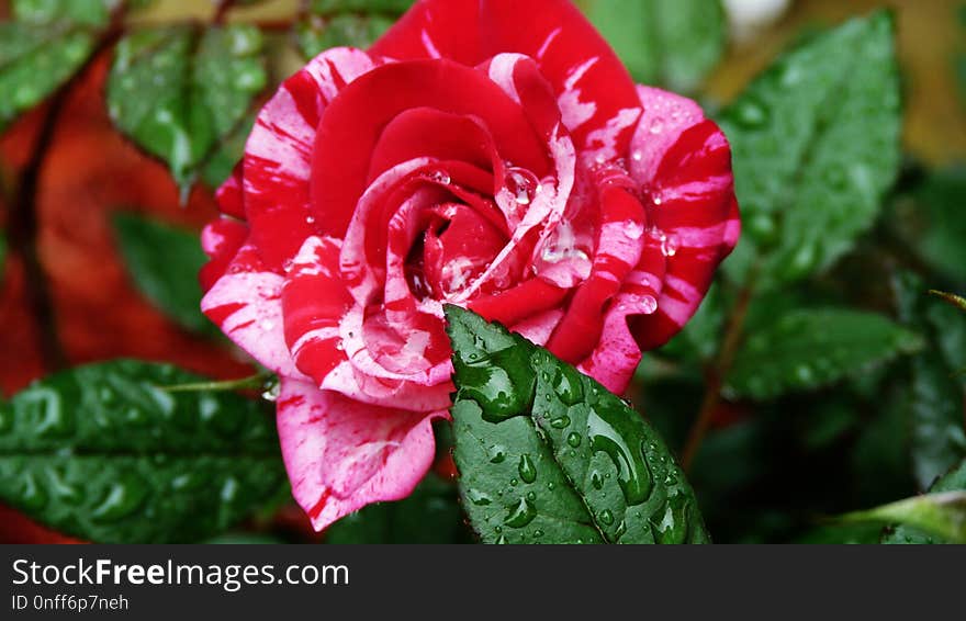 Flower, Plant, Rose Family, Flowering Plant