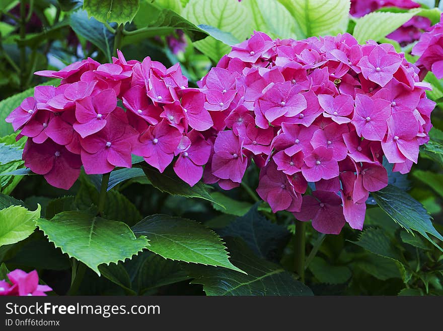 Flower, Plant, Hydrangea, Flowering Plant