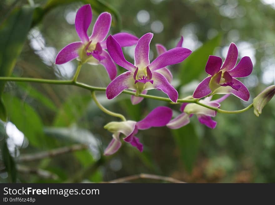 Flower, Plant, Flora, Flowering Plant