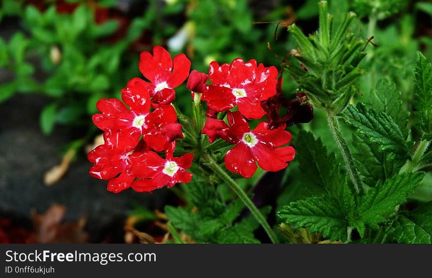 Flower, Plant, Flowering Plant, Flora