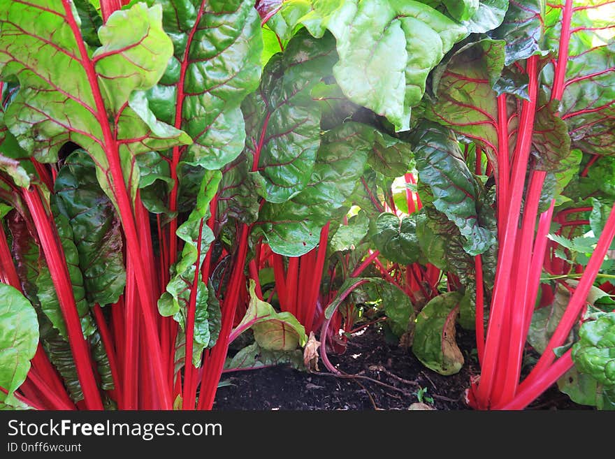 Chard, Vegetable, Leaf Vegetable, Rhubarb