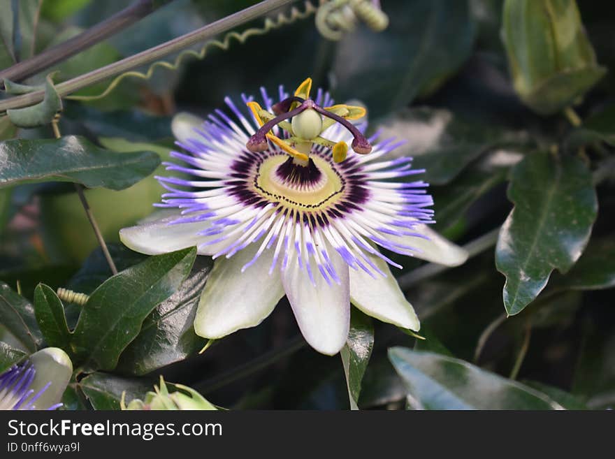 Flower, Plant, Passion Flower, Flora