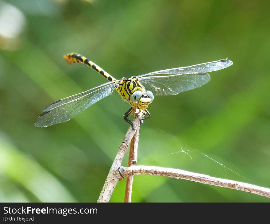 Dragonfly, Insect, Dragonflies And Damseflies, Damselfly