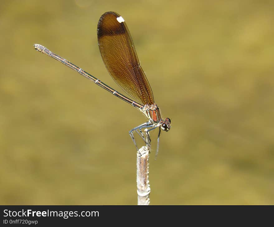 Damselfly, Insect, Dragonfly, Invertebrate