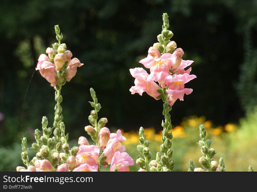 Flower, Verbascum, Plant, Snapdragon