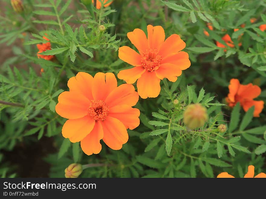 Flower, Sulfur Cosmos, Plant, Garden Cosmos