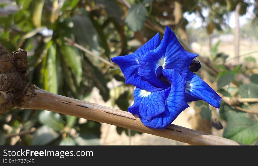 Plant, Flower, Flora, Branch