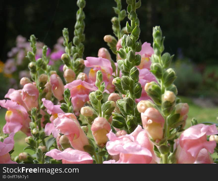 Flower, Plant, Snapdragon, Digitalis