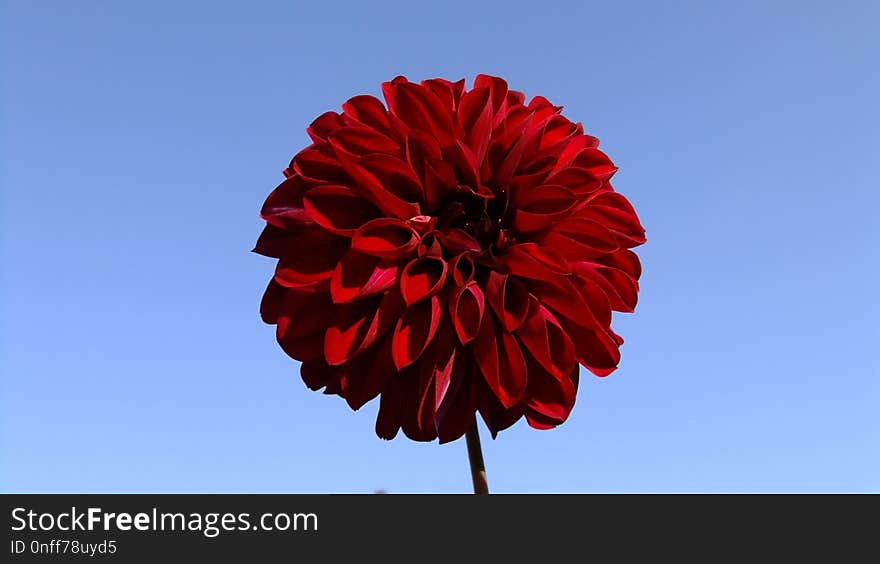 Flower, Red, Sky, Flowering Plant