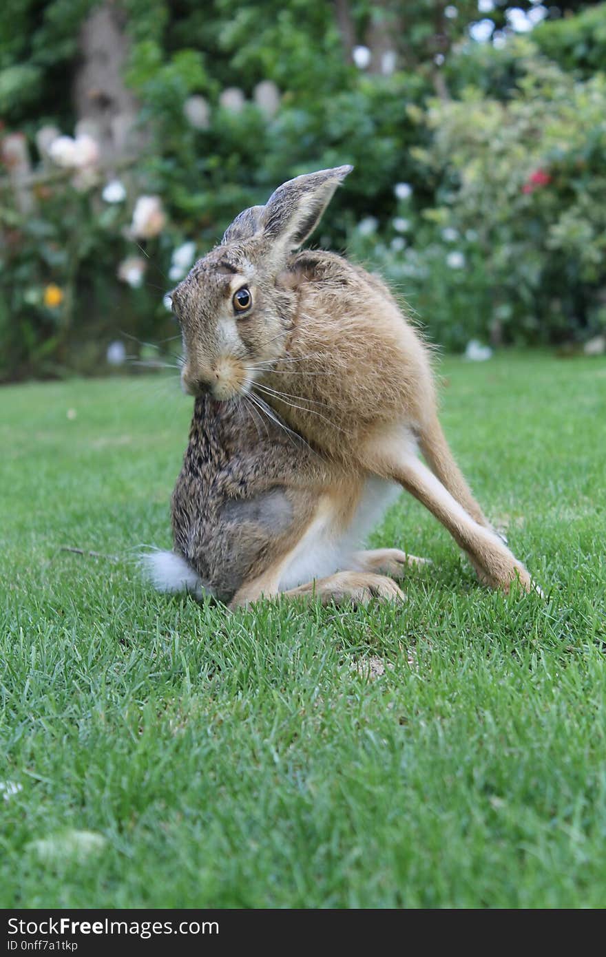 Mammal, Fauna, Grass, Wildlife