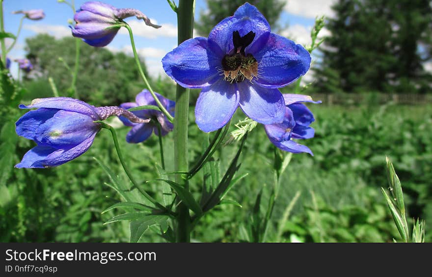 Flower, Plant, Flora, Flowering Plant