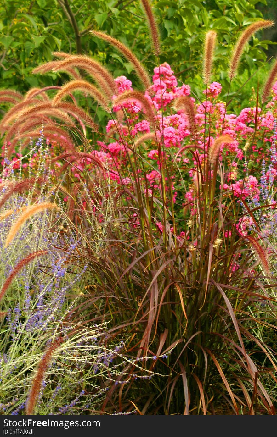 Plant, Flora, Grass, Vegetation