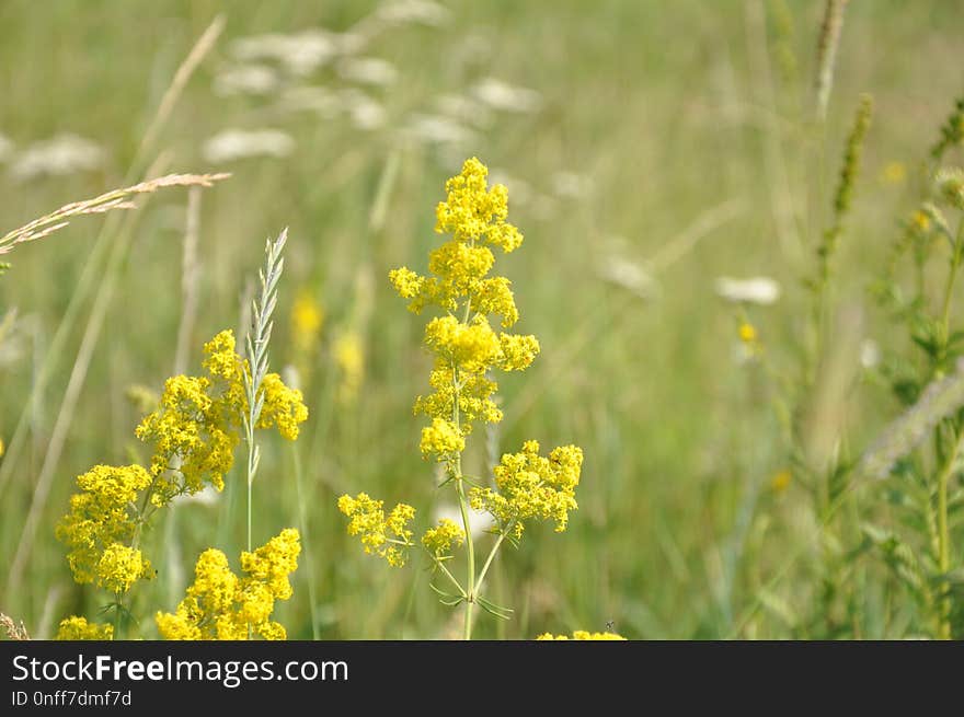 Mustard, Flora, Mustard Plant, Rapeseed