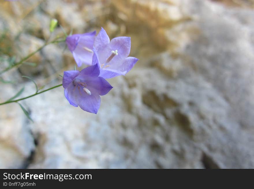 Flower, Flora, Plant, Violet