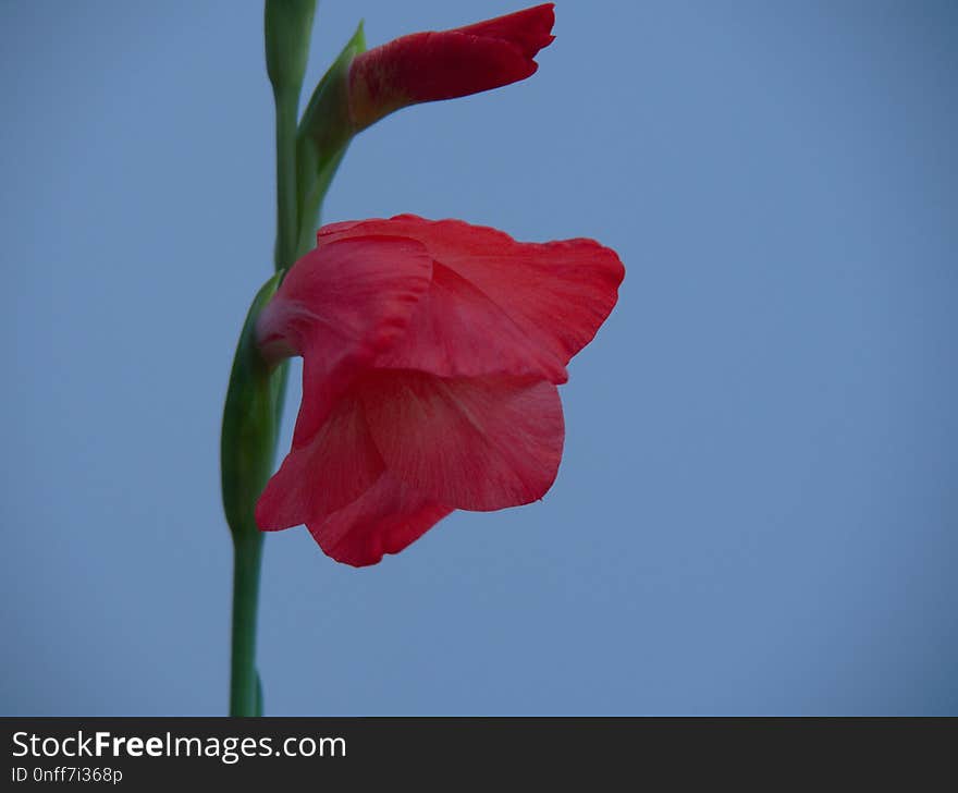 Flower, Plant, Flowering Plant, Petal