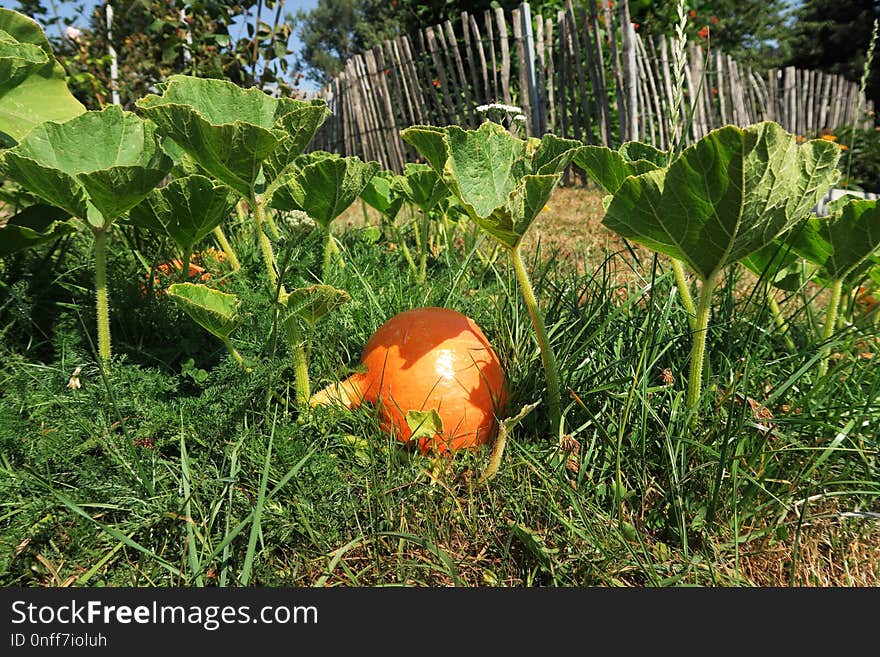 Plant, Grass, Leaf, Local Food